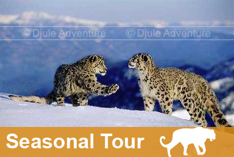 Seasonal Tours in Ladakh