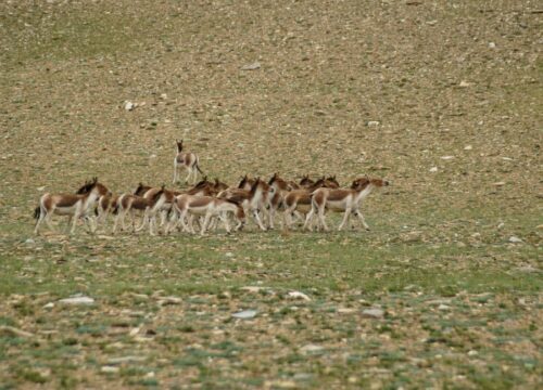 Rumtse-to-Tsomoriri-Trek-image-5-trekkinginladakhzanskar.com