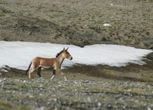 Padum-to-Tsomoriri-Trek-(Zanskar+Rupsho)-image-3-trekkinginladakhzanskar.com