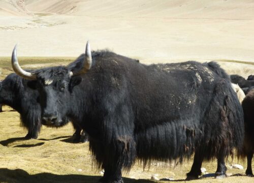 Padum-to-Tsomoriri-Trek-(Zanskar+Rupsho)-image-4-trekkinginladakhzanskar.com